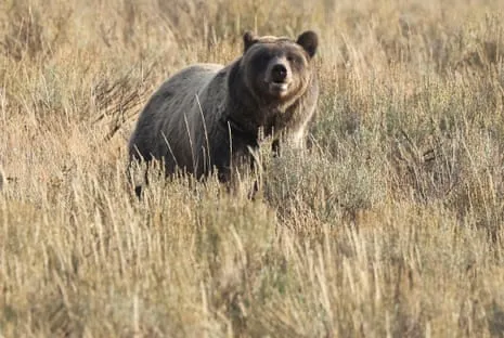 Trail Walker Injured by Wild Animal in National Park Air Lifted to Hospital